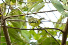 Phyllomyias griseiceps