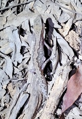 Diplodactylus vittatus