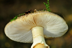 Amanita franchetii