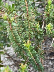 Darwinia sanguinea