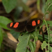 Heliconius erato microclea - Photo (c) Thibaud Aronson, some rights reserved (CC BY-SA), uploaded by Thibaud Aronson