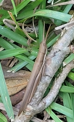 Leptysma marginicollis