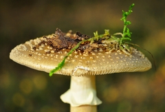 Amanita franchetii