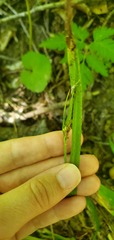 Carex blanda