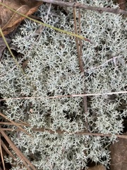 Cladonia subtenuis