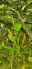 Carex blanda