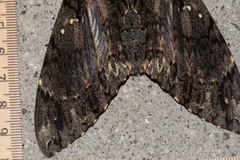 Cocytius antaeus