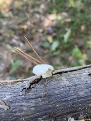 Pseudohydnum gelatinosum