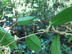 Maclura tinctoria