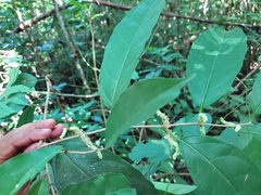 Maclura tinctoria