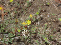 Pulicaria paludosa