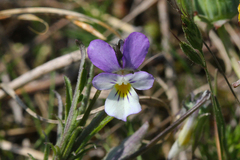 Viola tricolor