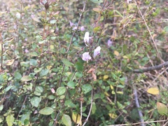 Clinopodium carolinianum