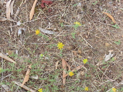 Pulicaria paludosa
