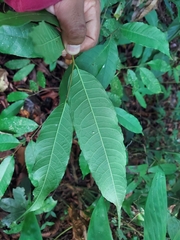 Maclura tinctoria