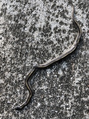 Tropidoclonion lineatum