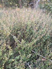 Clinopodium carolinianum
