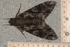 Cocytius antaeus