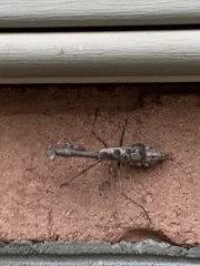 Stagmomantis