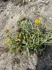 Eriophyllum staechadifolium