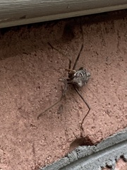 Stagmomantis