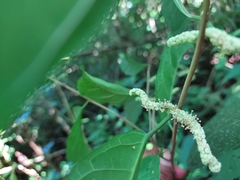 Maclura tinctoria
