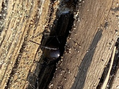 Latrodectus hesperus