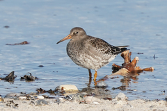 Calidris maritima