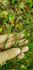 Carex rosea