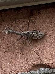 Stagmomantis