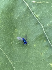 Condylostylus mundus