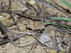 Sphingonotus azurescens