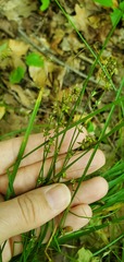 Carex rosea
