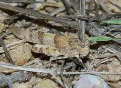 Sphingonotus azurescens