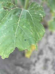 Condylostylus mundus