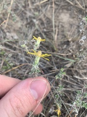 Heterotheca canescens