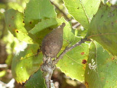 Heteroecus pacificus