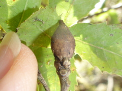 Heteroecus pacificus