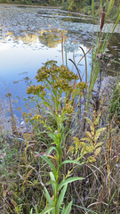 Solidago riddellii