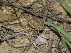 Sphingonotus azurescens