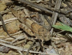 Sphingonotus azurescens