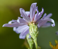 Symphyotrichum shortii