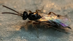Proctotrupidae