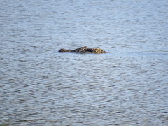 Melanosuchus niger