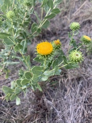 Grindelia nuda