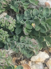 Acmispon heermannii