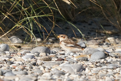 Plectrophenax nivalis