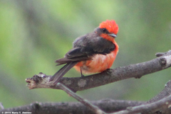 Pyrocephalus rubinus