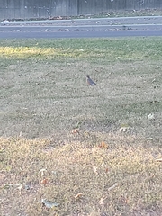Turdus migratorius