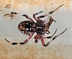 Neoscona domiciliorum